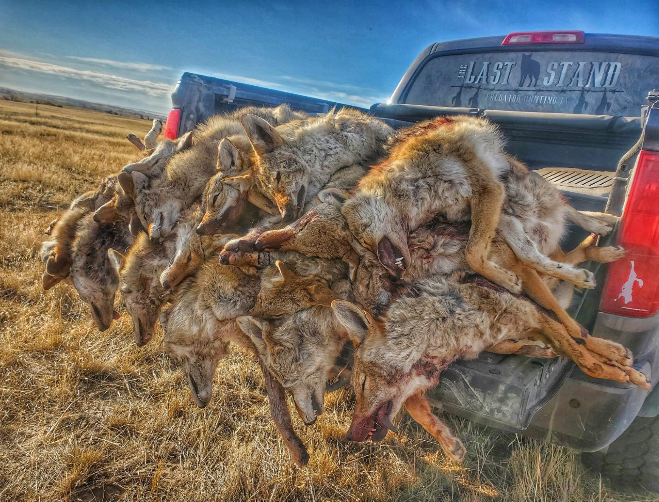 Coyote Hunt Last Stand