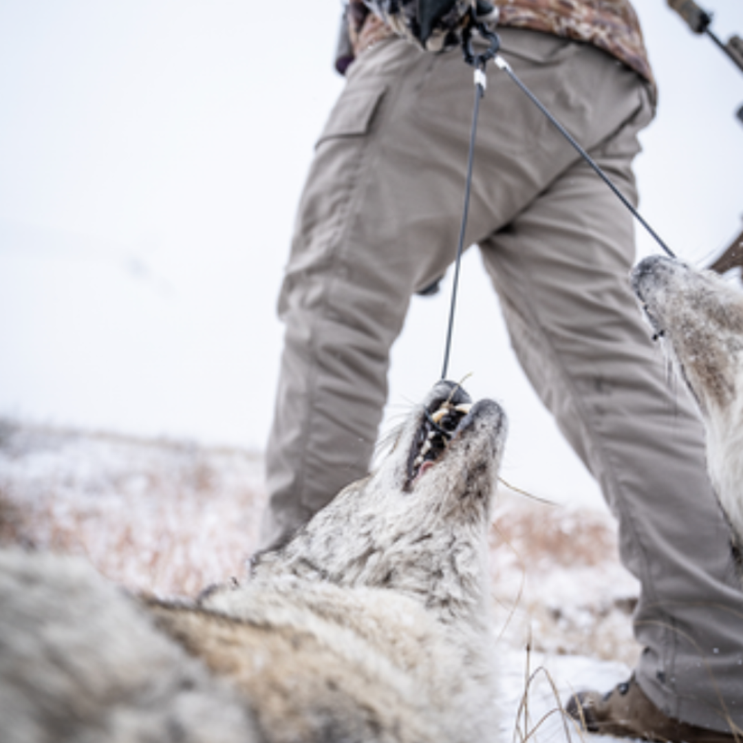 Dragging a predator after a hunt
