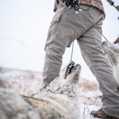 Dragging a predator after a hunt