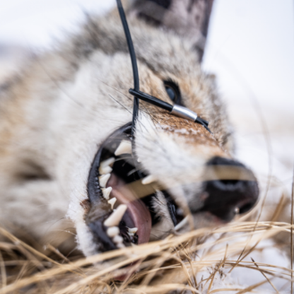 Coyote with a predator drag around its snout.